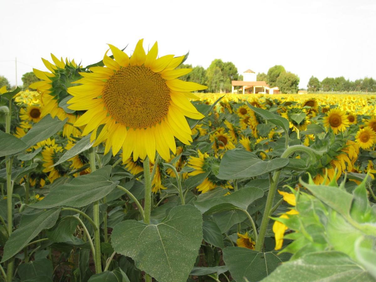 Agriturismo Le Pescine Vada Bagian luar foto